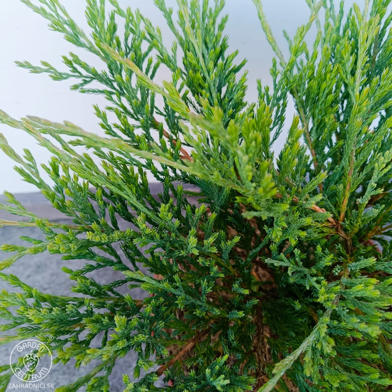 Obrázok Borievka plazivá (Juniperus horizontalis) ‘ANDORRA COMPACT’ – výška 20-30 cm, ⌀ 20-30 cm, kont. C3L